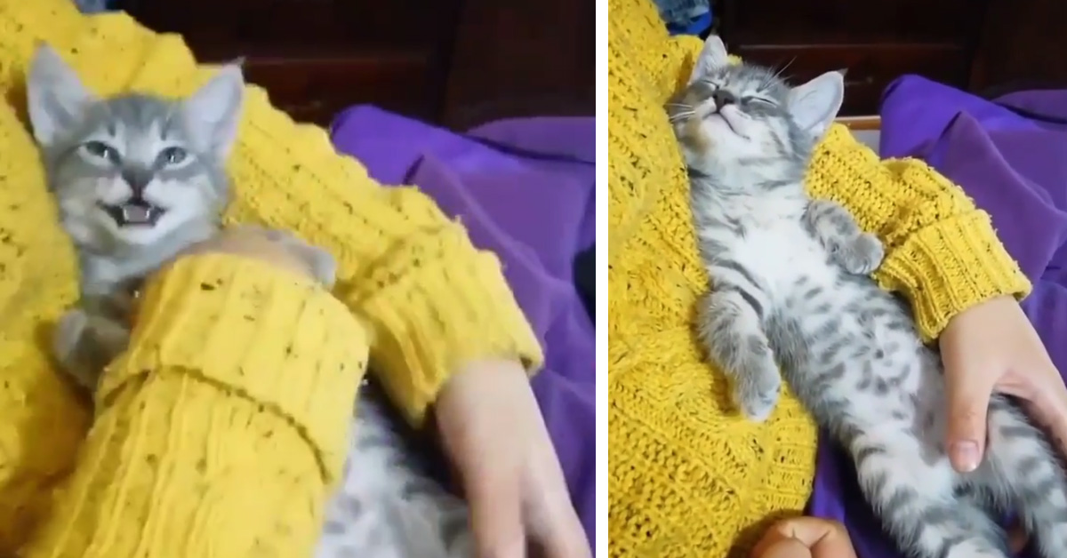 Il gattino si addormenta con la ninna nanna e il video diventa virale