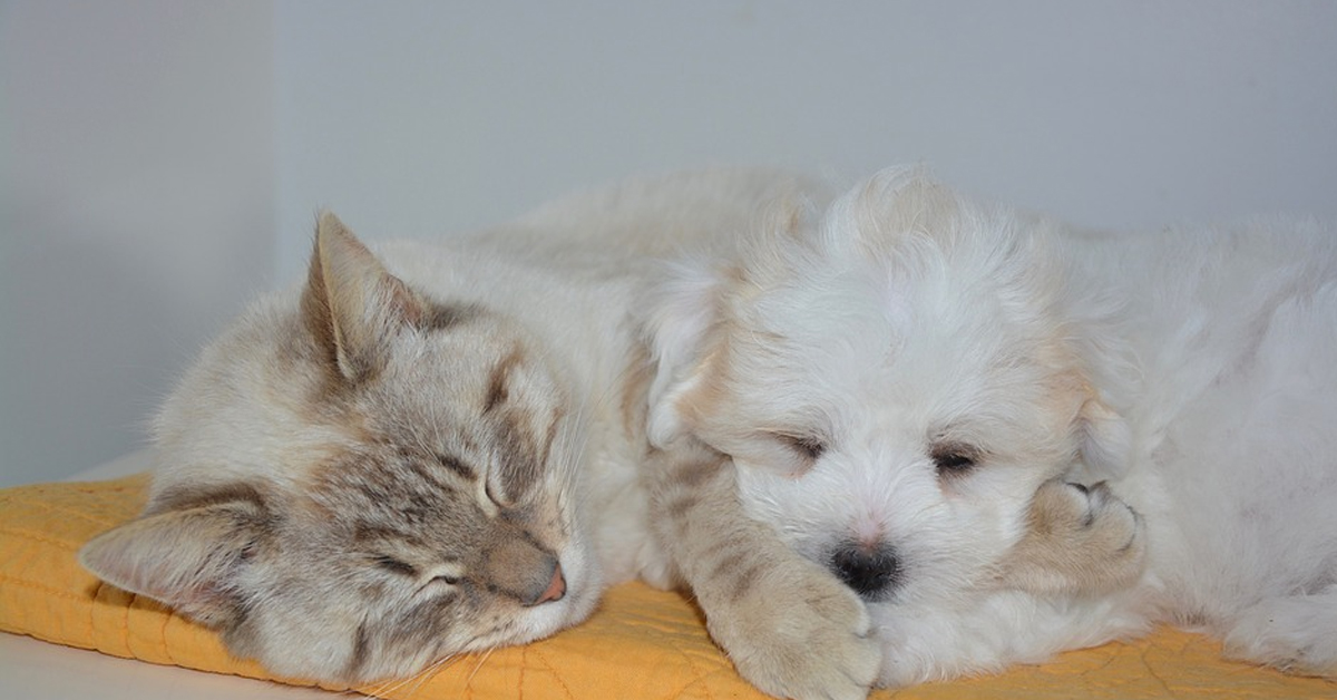 Gattino che dorme con un cane