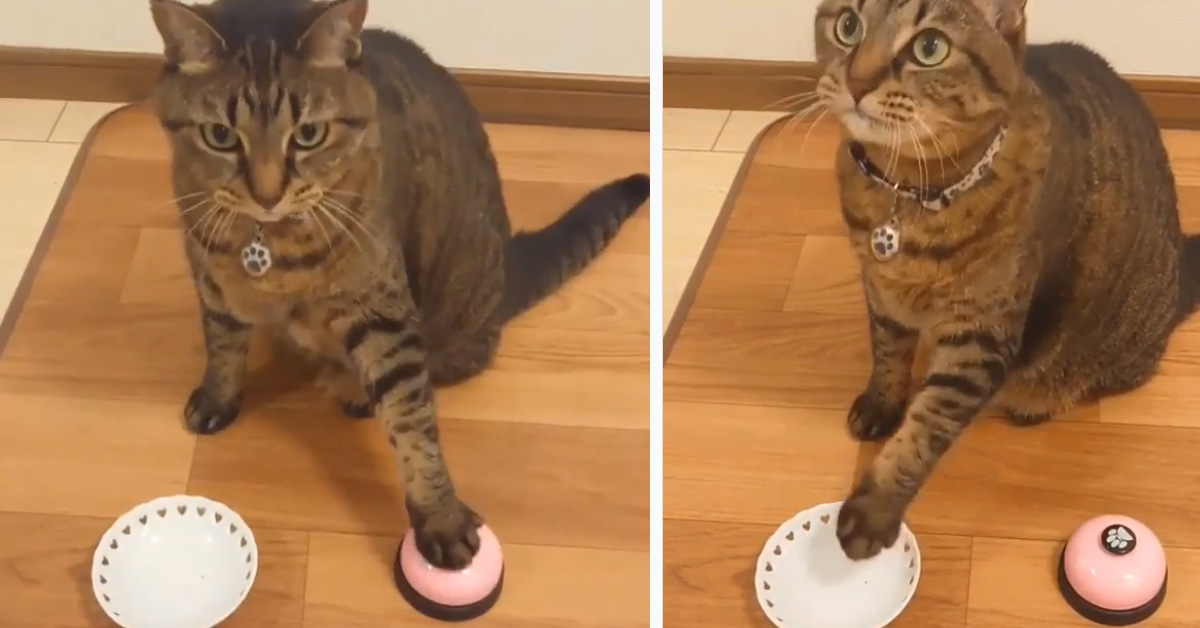Il gattino suona il campanello per chiedere le crocchette (video)