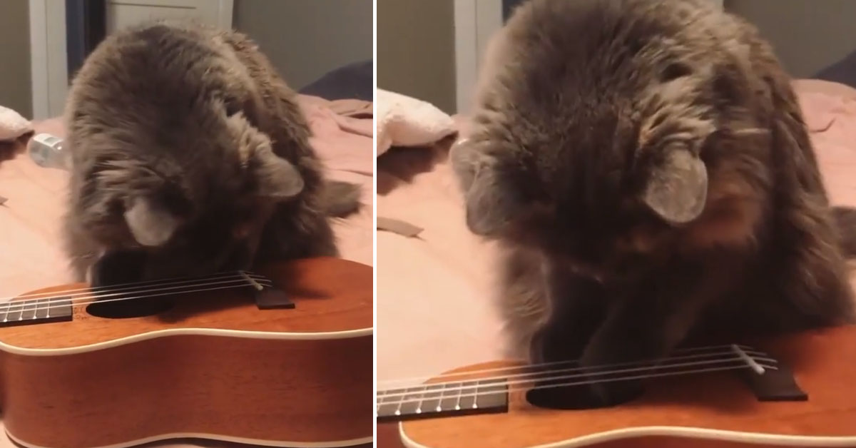 Il gattino suona l’Ukulele e il video fa il giro del web