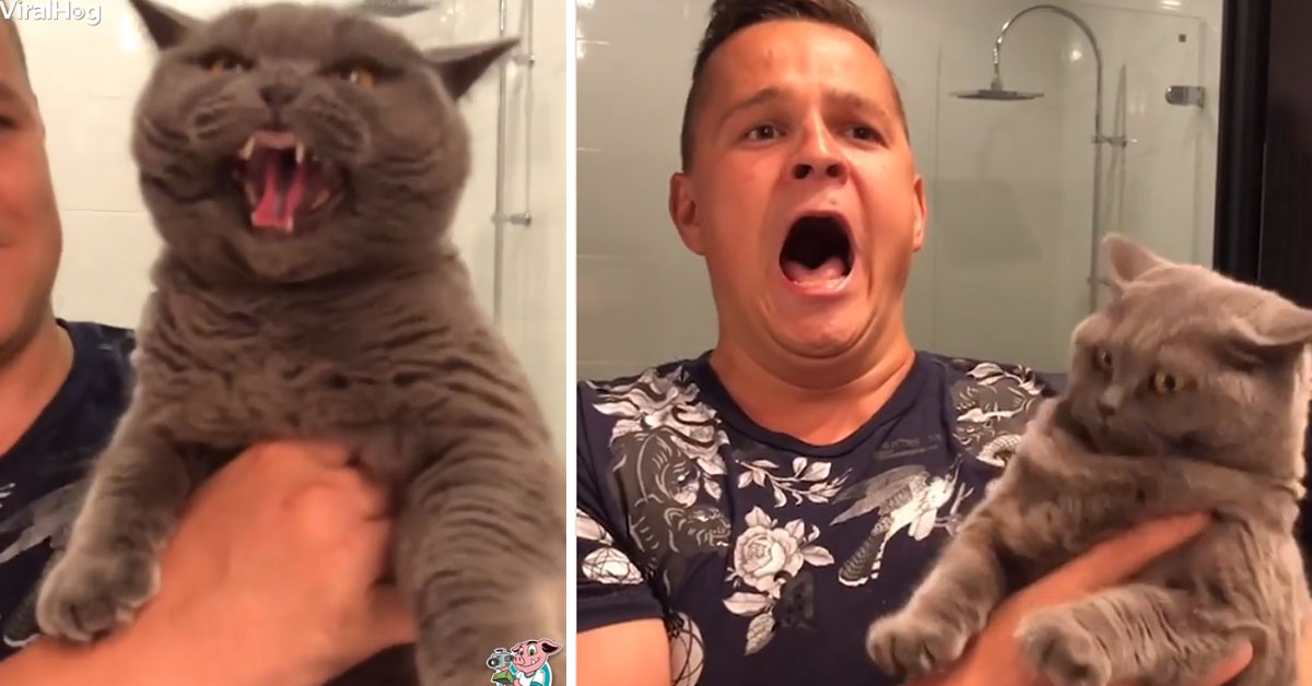 Il gattino tenore che canta Bocelli insieme al suo proprietario (video)