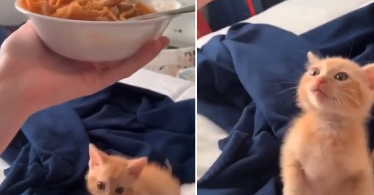 Il gattino vuole assolutamente mangiare un piatto di pasta (video)