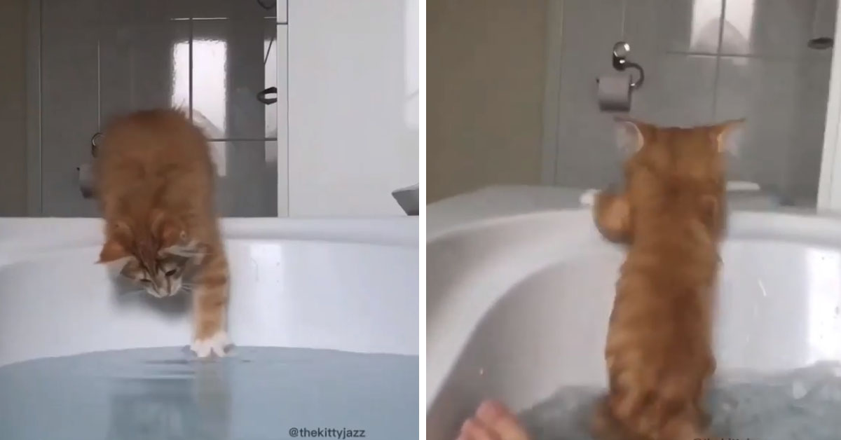 Il gattino vuole toccare l’acqua, ma non tutto va come previsto (video)