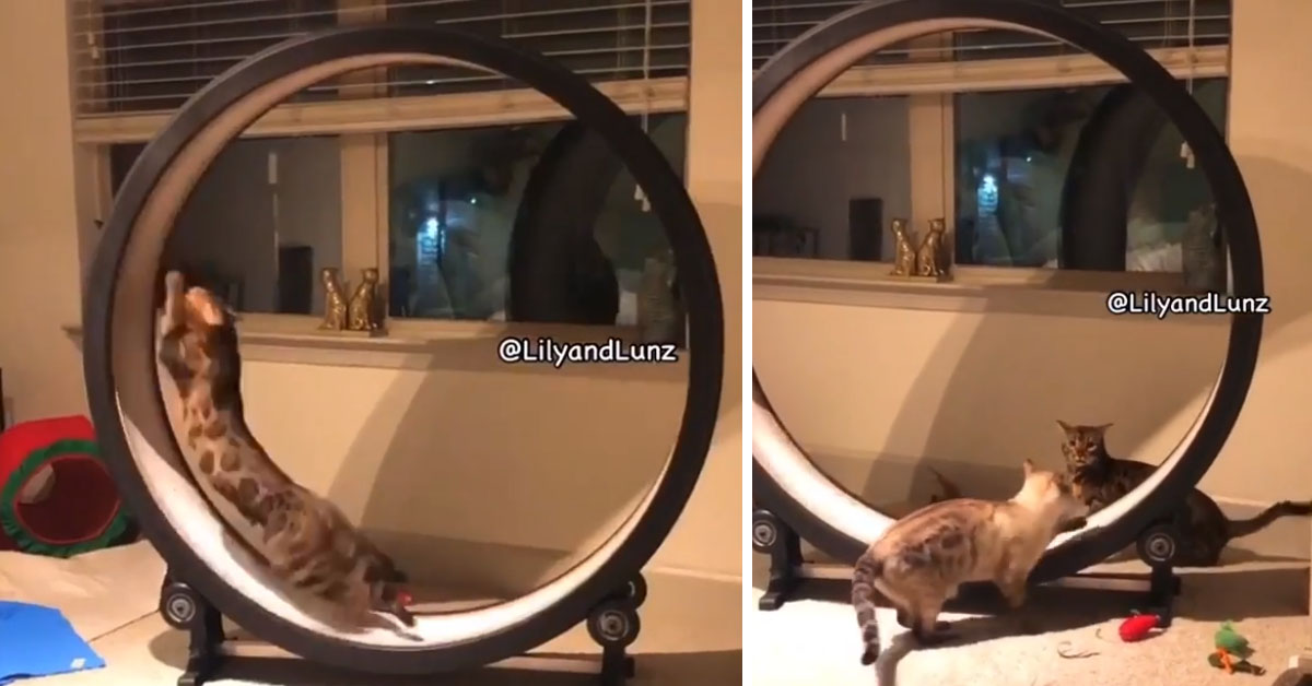 Il gatto del Bengala si tiene in forma correndo su una ruota come un criceto (video)
