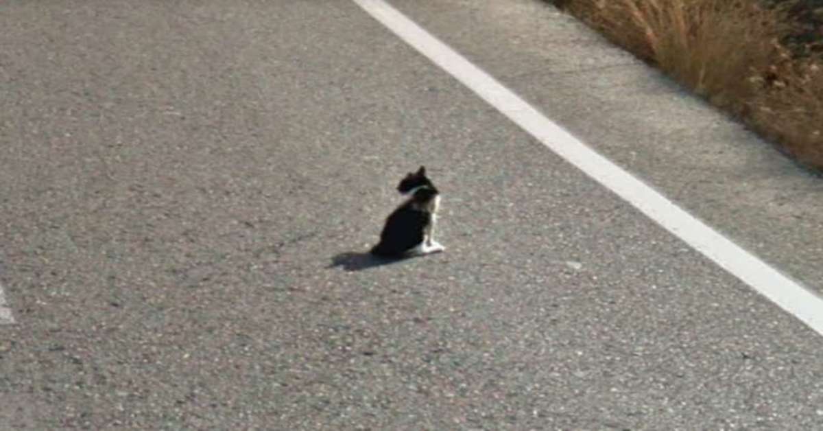 gatto in mezzo alla strada