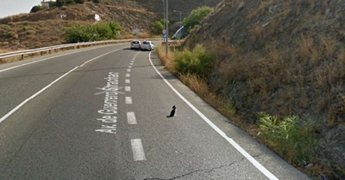 Il miracoloso salvataggio di un gattino immobile in mezzo ad un’autostrada