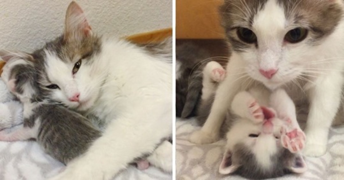 Iris, la gattina che ha dato alla luce i suoi cuccioli il giorno dopo essere stata adottata (VIDEO)