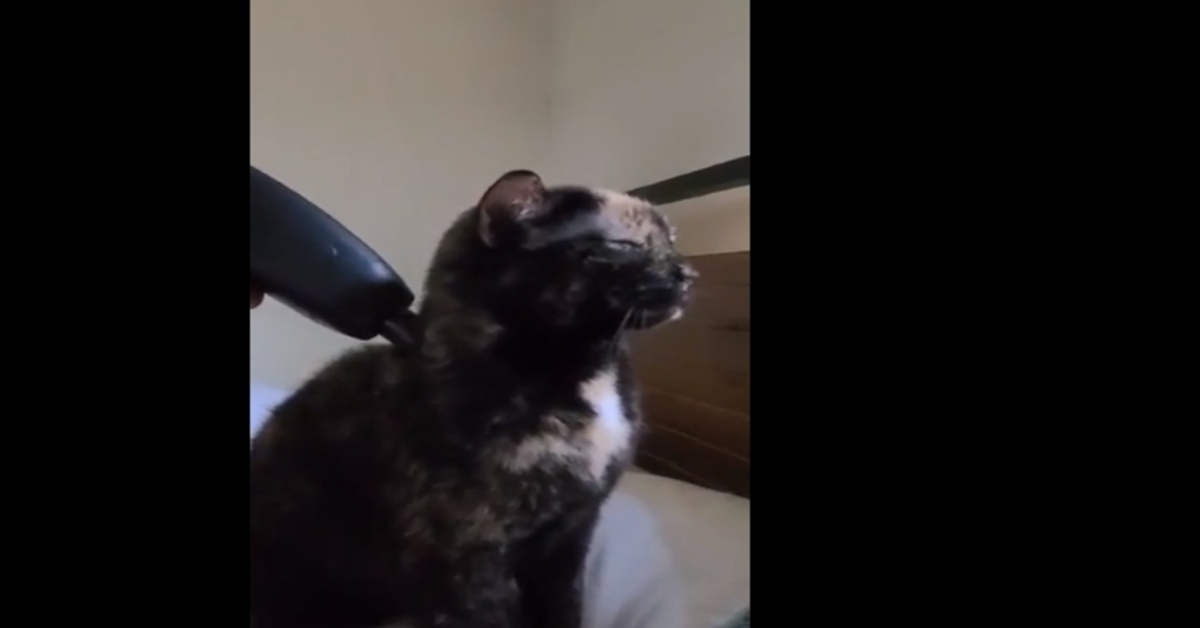 gattino si fa fare un massaggio