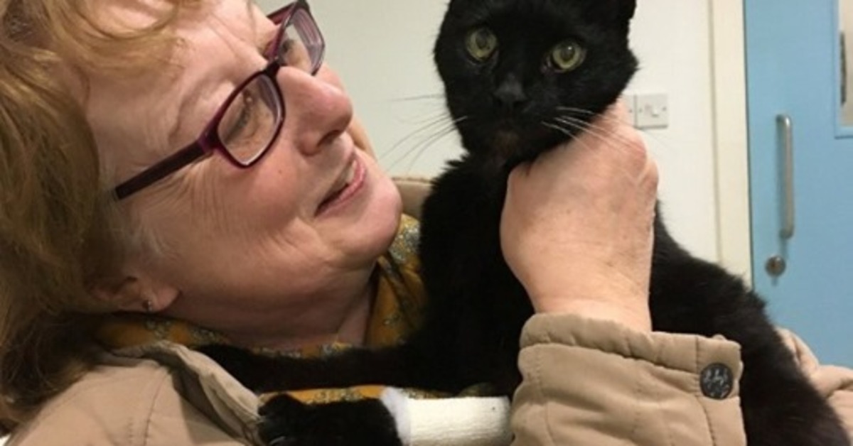 Kitty, la gattina smarrita che dopo 12 anni ha ritrovato la sua famiglia