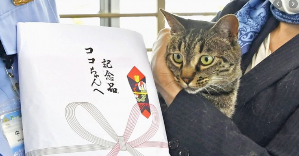 Koko, il gattino che ha salvato la vita ad un anziano caduto in un canale