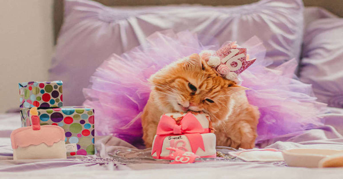 gatto che festeggia il compleanno