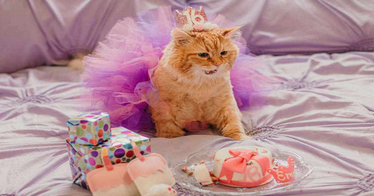 gatto che festeggia il compleanno
