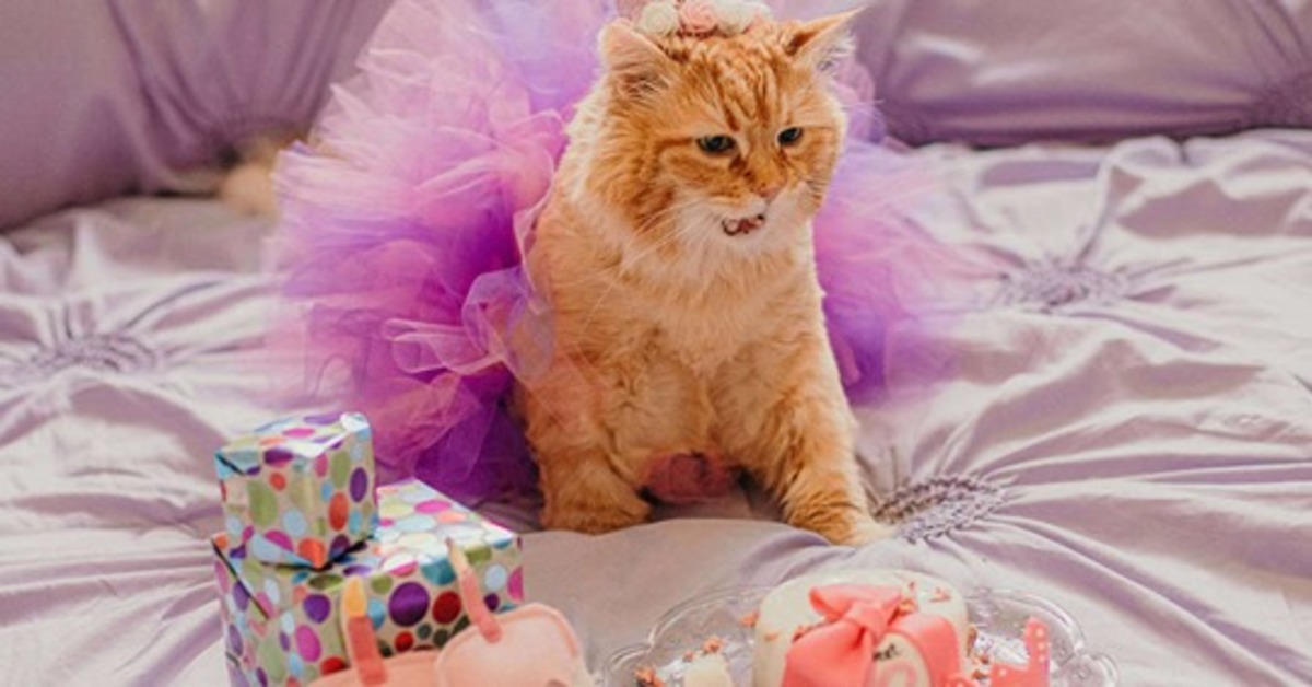 La gattina Emma ha festeggiato il suo sedicesimo compleanno con la migliore festa del mondo