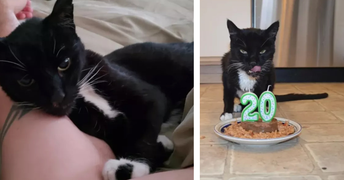 La nuova vita di Sammy, il gattino che dopo 18 anni ha finalmente conosciuto la felicità