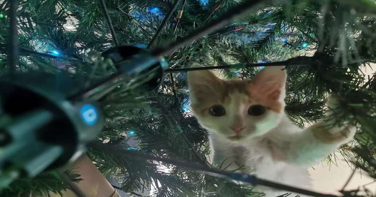 gattina sopra un albero