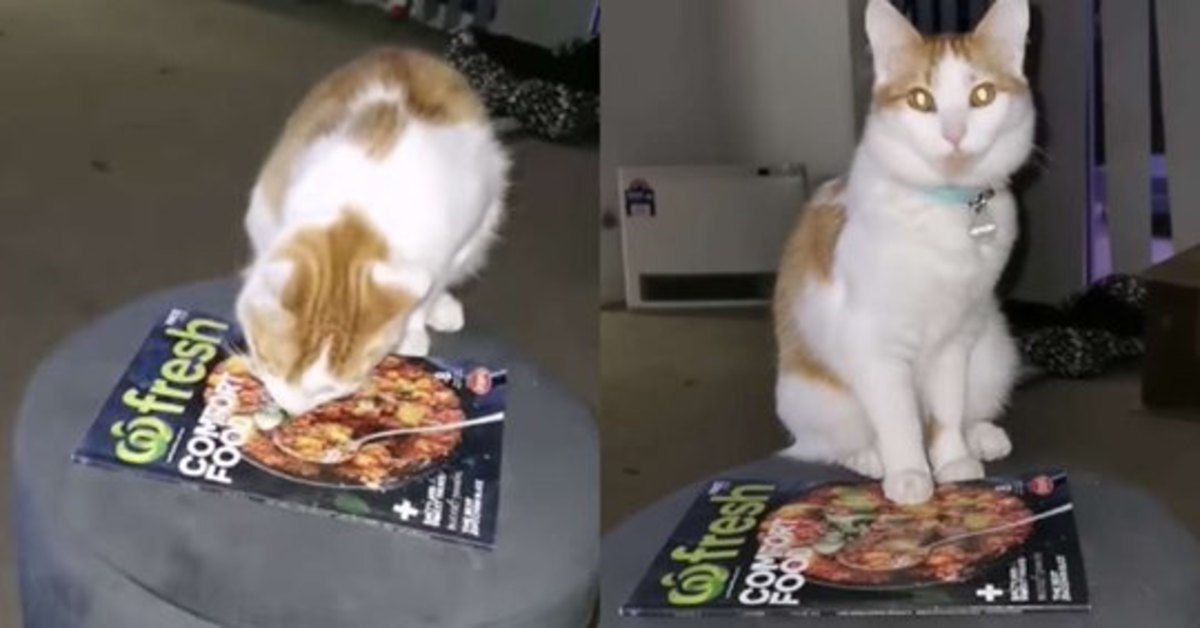 Leela, la gattina che lecca la rivista pensando che sia cibo