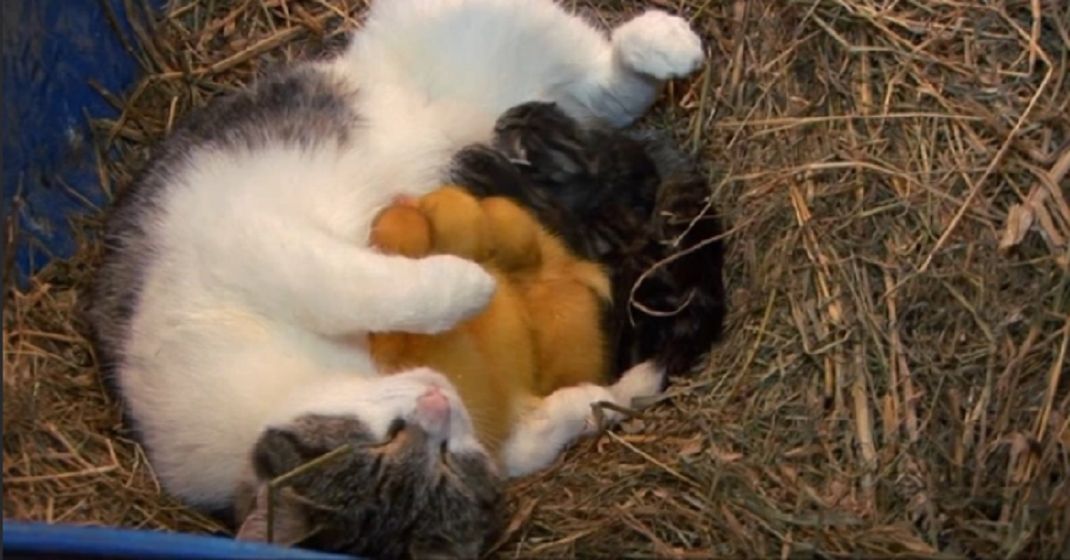 Mamma gatta ha un’insolita famiglia formata da gattini e paperelle