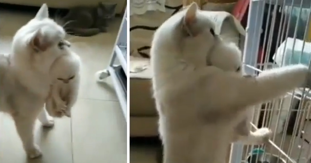 Mamma gatta porta il gattino nella sua nuova casa (video)