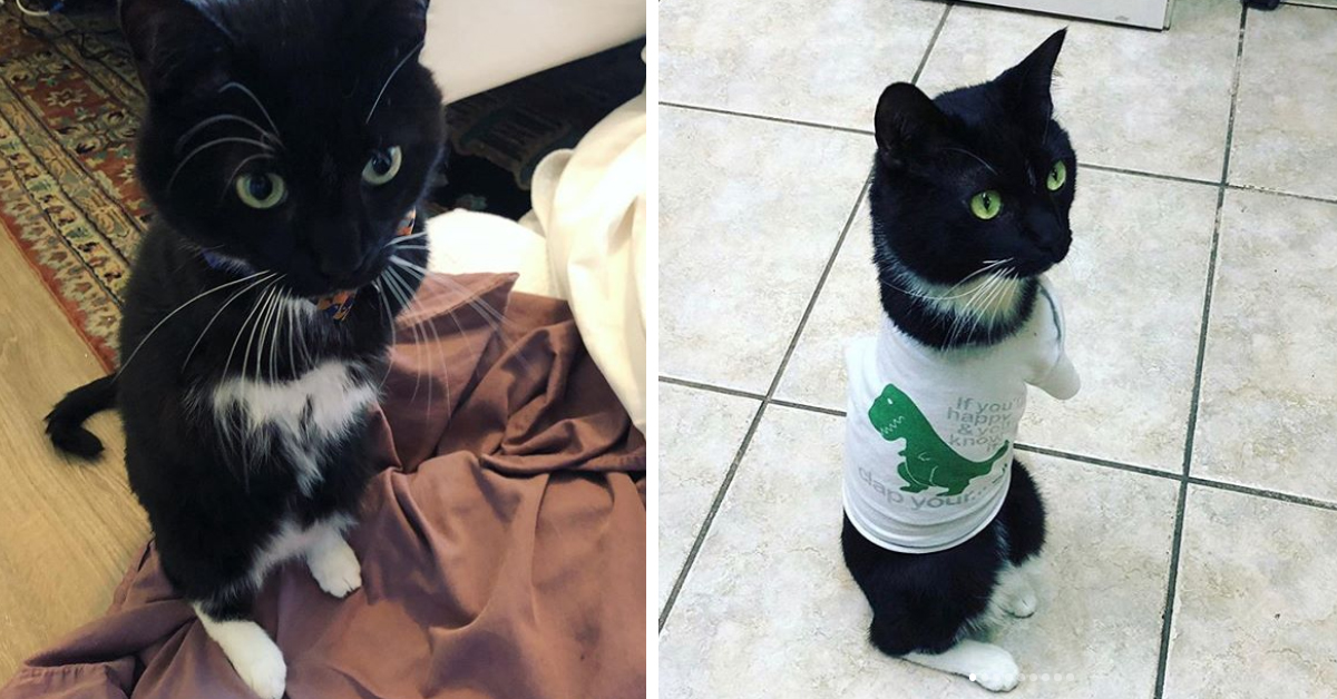 Maverick, il gattino che ha perso le zampe anteriori ma ha trovato la felicità (video)