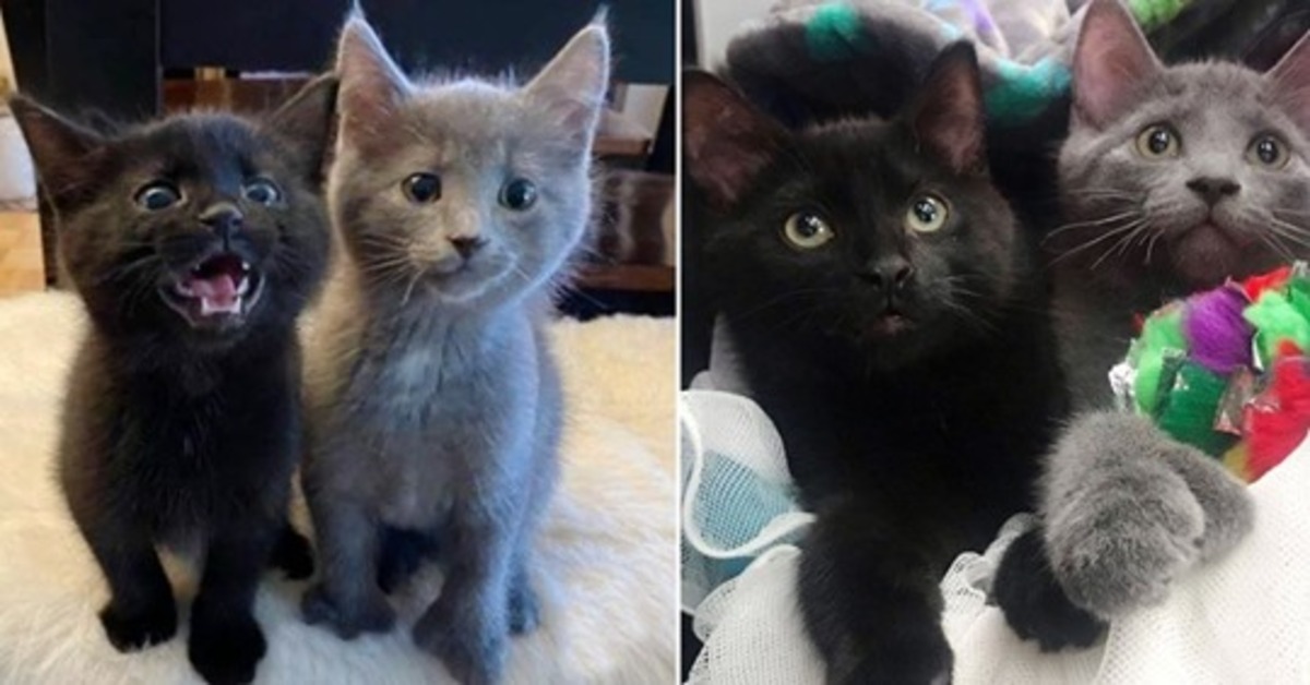 Merlot e Mojitos, due gattini fratelli che hanno un rapporto davvero unico e speciale