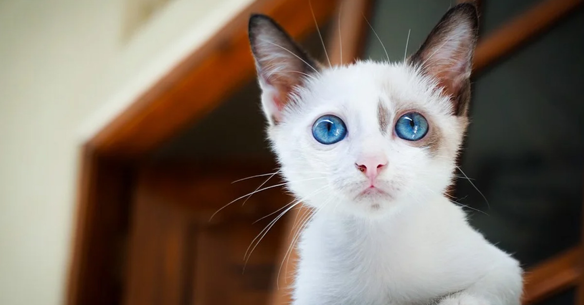 Gattino con occhi azzurri