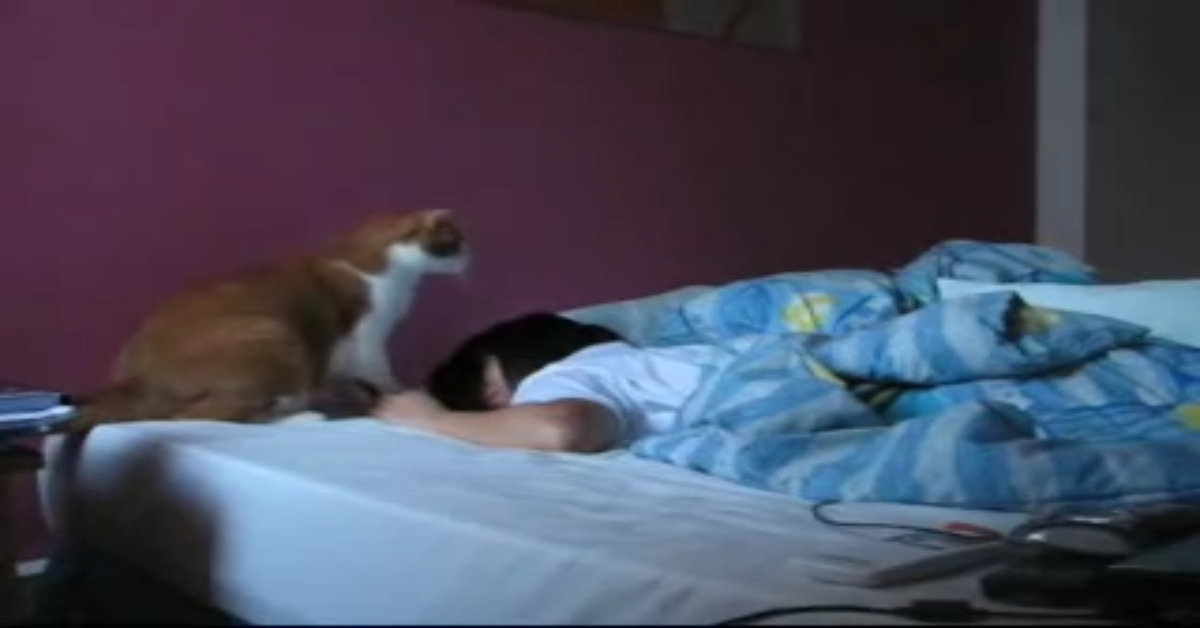 Mikey il gatto che sveglia la sua padrona ogni giorno (VIDEO)