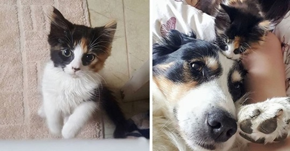 Minnie, la gattina che ha stretto un legame incredibile con il cane Maggie (VIDEO)