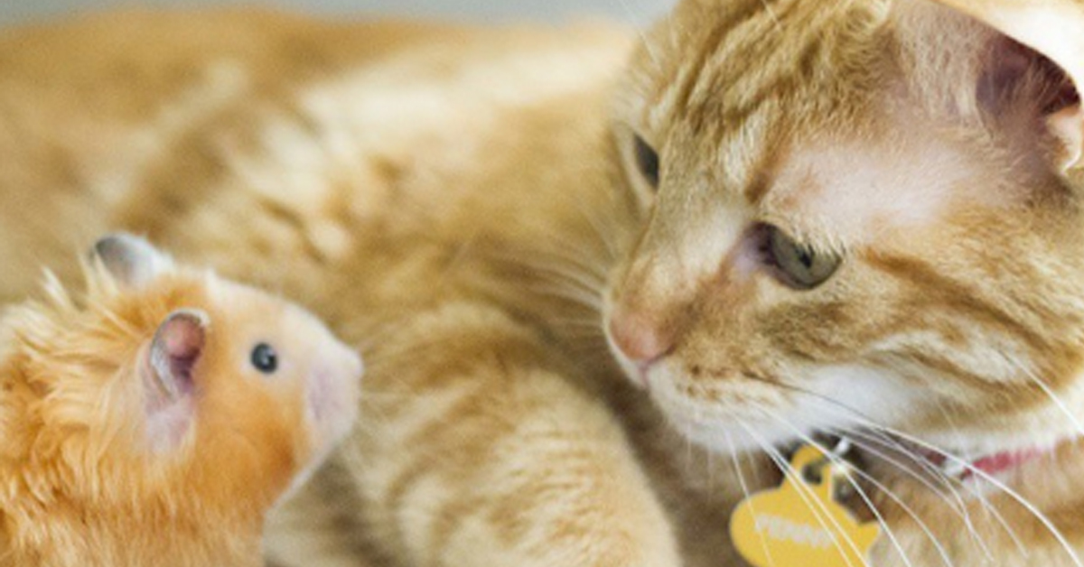 Penny, il gattino che è diventato il migliore amico di un criceto