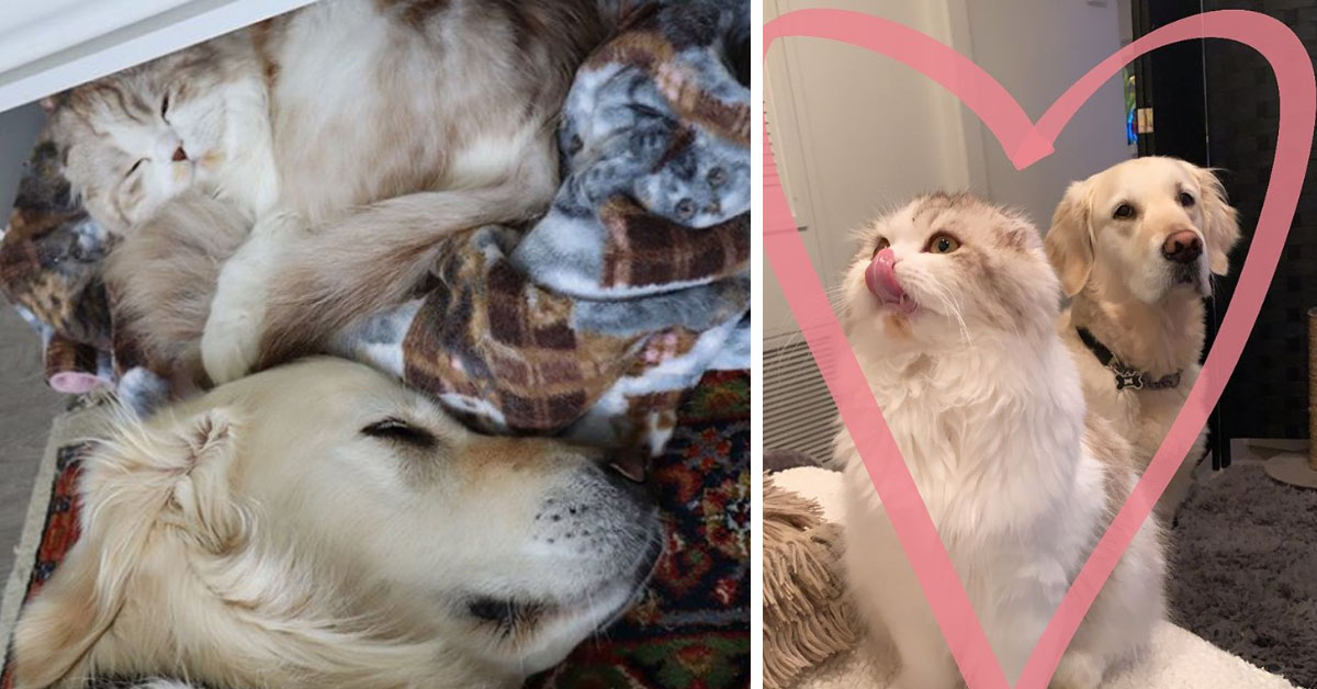 Ralphie, il gattino che è diventato il migliore amico di un Labrador (video)