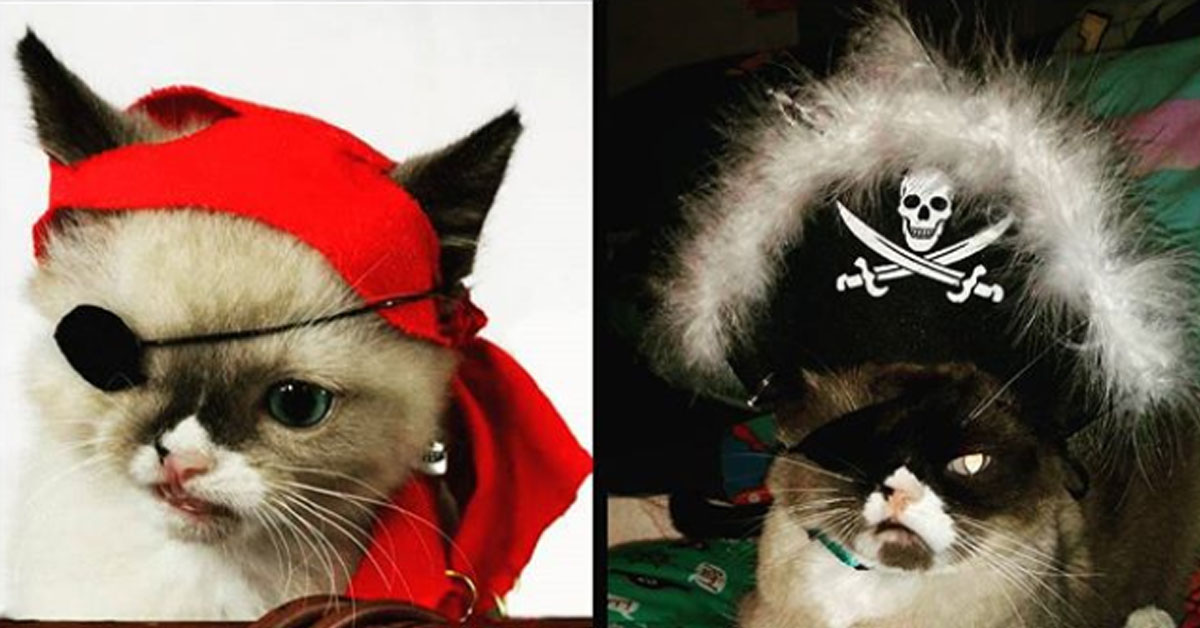 Sir Stuffington, il gattino “pirata” che dopo il salvataggio è felice (video)