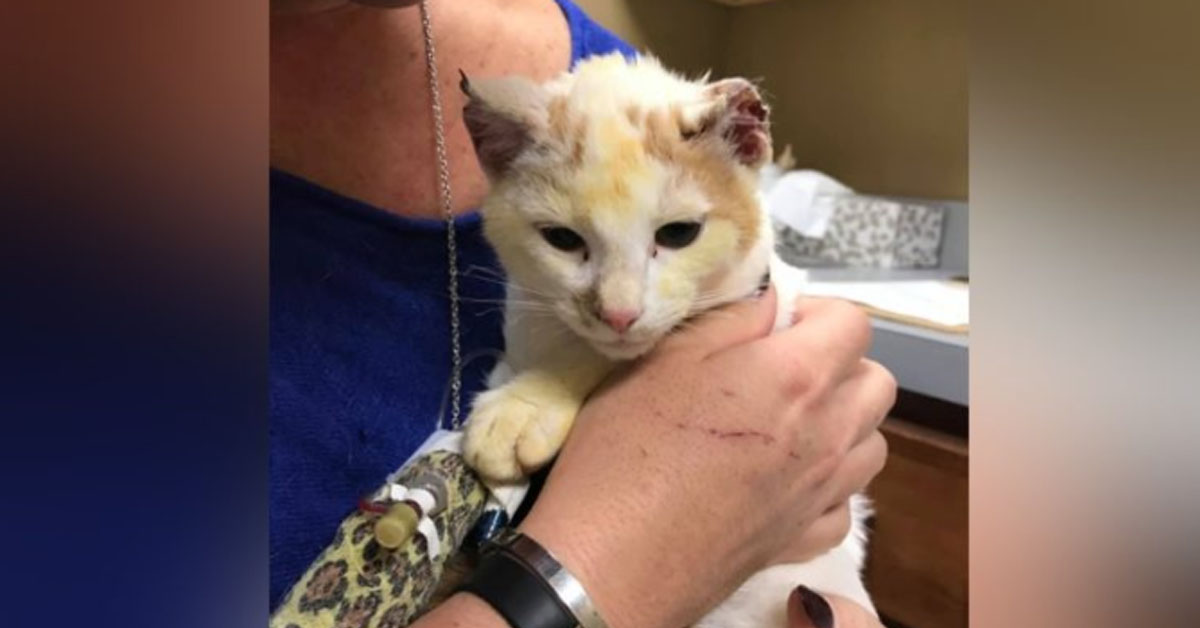 Suri, il gattino vittima di un grave episodio di maltrattamento che ora vuole essere felice
