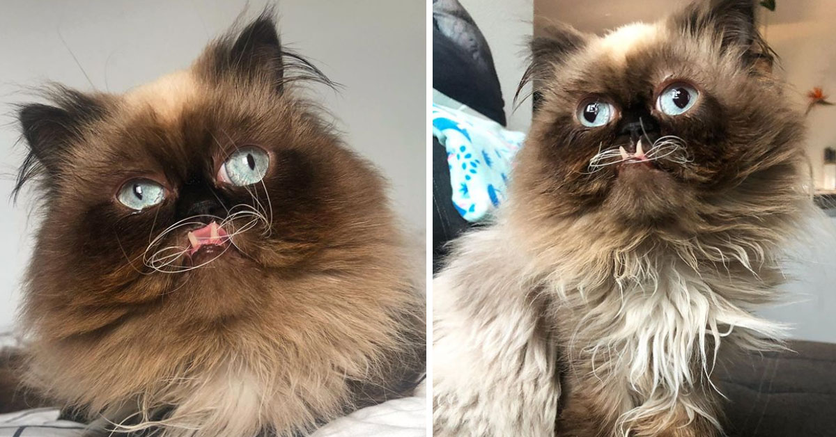 Yohij, il gattino “sdentato” che fa impazzire Instagram (video)