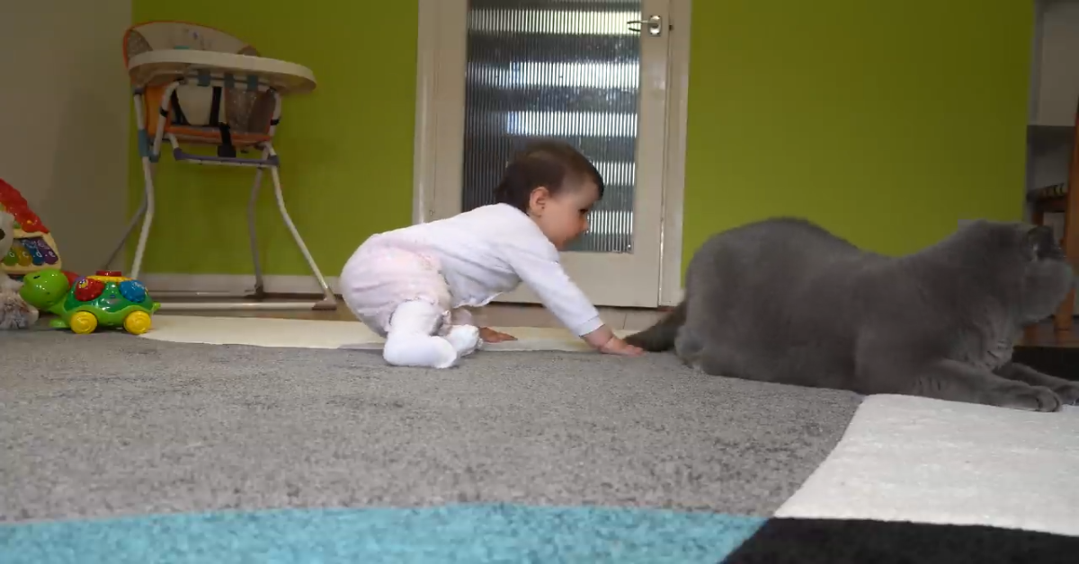 Coco il gatto non vuole giocare con il bambino(VIDEO)