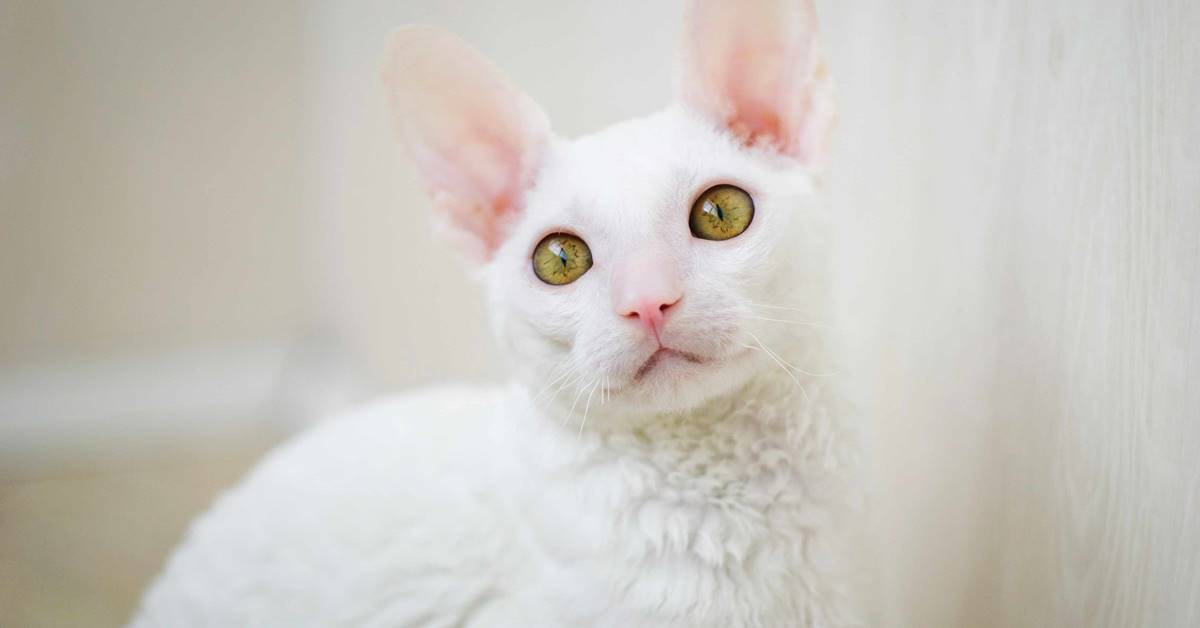 Cornish Rex, carattere e temperamento di questo micio speciale