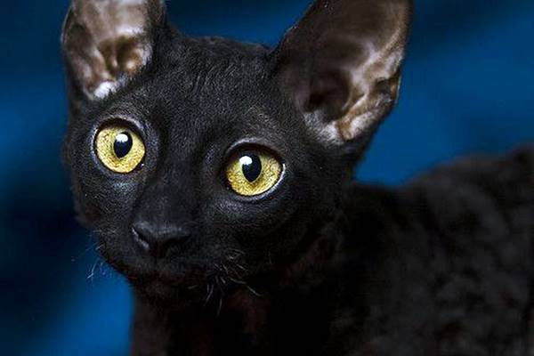 cornish rex di colore nero