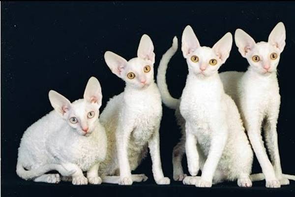 gattini di colore bianco