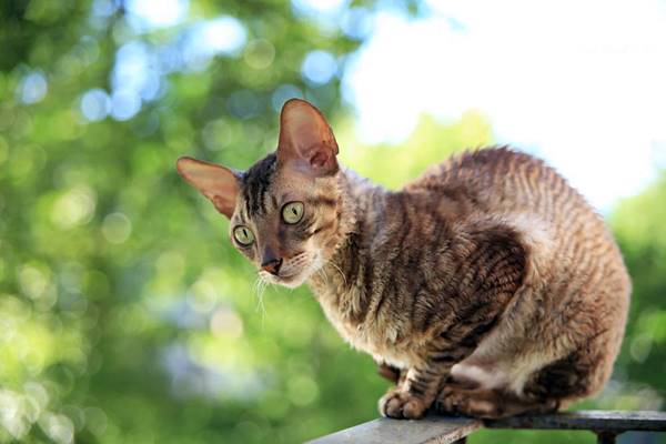 cornish rex varietà tabby