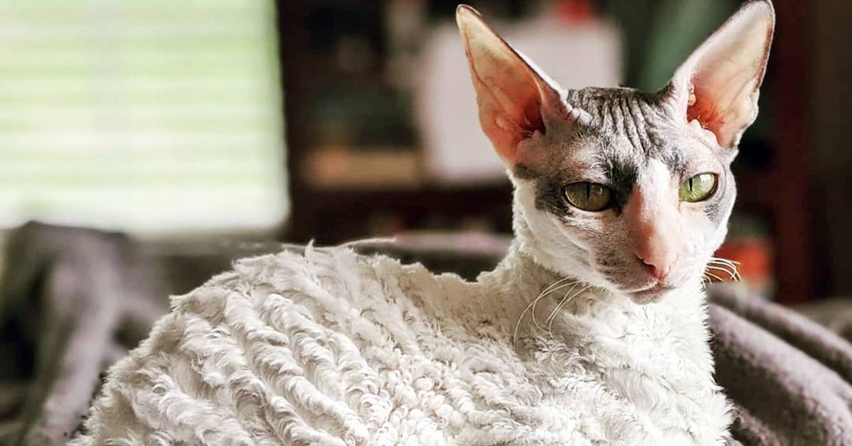 Cornish Rex, colori e curiosità sul mantello del gatto della Cornovaglia