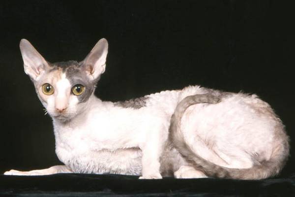 cornish rex a pelo riccio