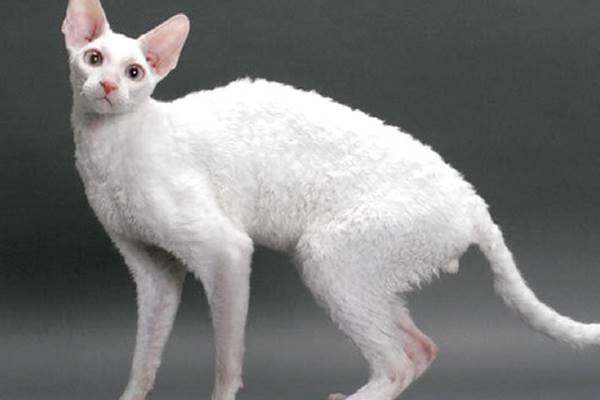 gatto di colore bianco