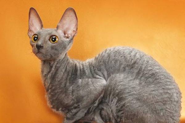 cornish rex di colore grigio