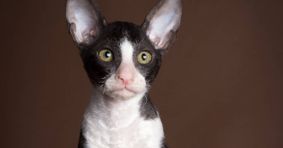 Cornish Rex, cosa mangia? Ecco la dieta ideale di questo gatto