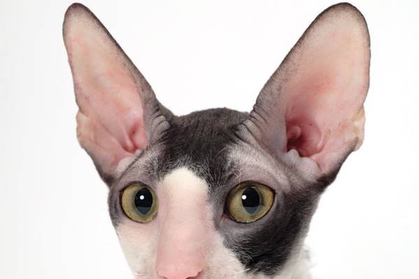 pulizia delle orecchie del gatto