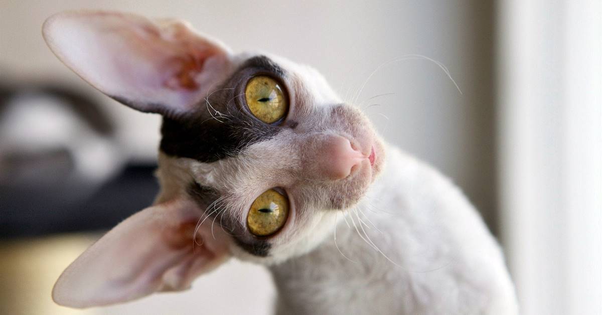 Cornish Rex: curiosità e cura delle sue orecchie così particolari