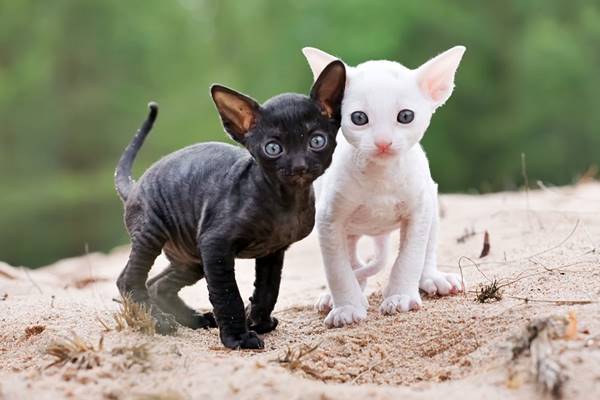 due cuccioli di cornish rex