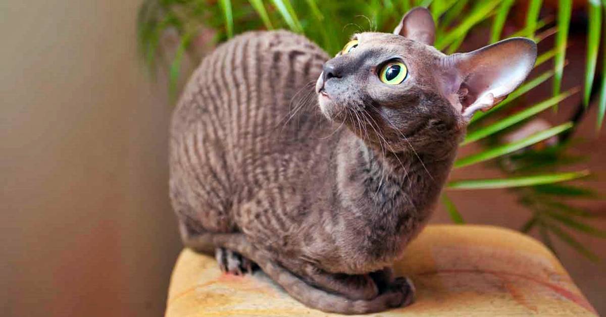 Cornish Rex, quanto vive? Aspettative e cure per farlo stare bene