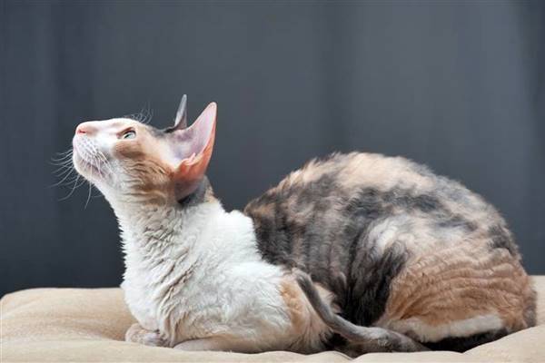 esemplare di cornish rex