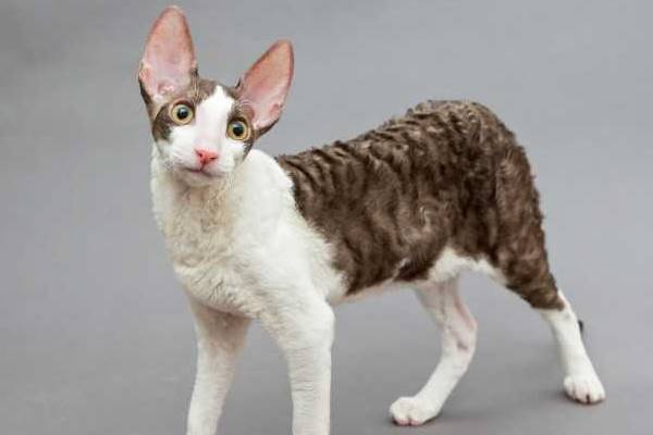 gatto snello e dal fisico slanciato