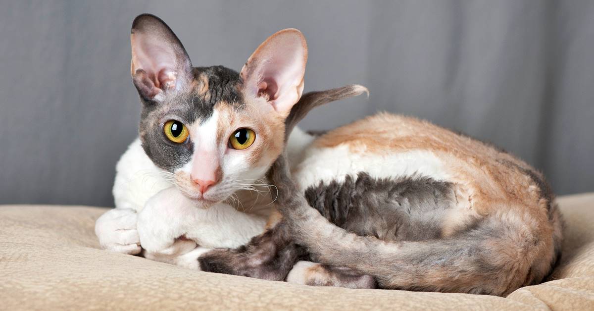 Cornish Rex: storia e origini di questa razza di gatto