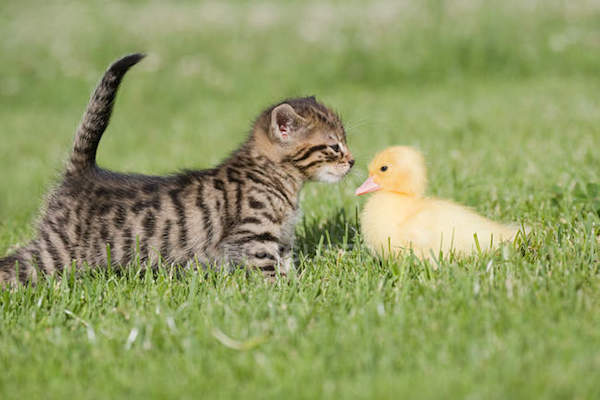 cuccioli di Soriano